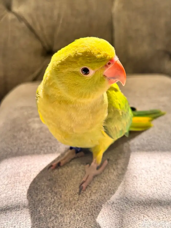 ببغاء الدره الهندي أليف جدا جدا 0