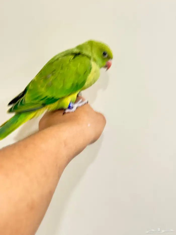ببغاء الدره الهندي أليف جدا جدا 5