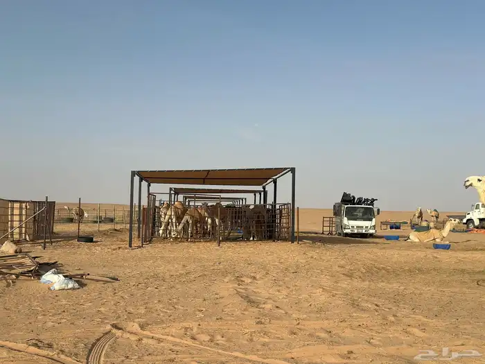 مضلات ابل جميع المقاسات 3