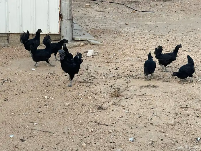 دجاج أندونيسي للبيع وبيض 0