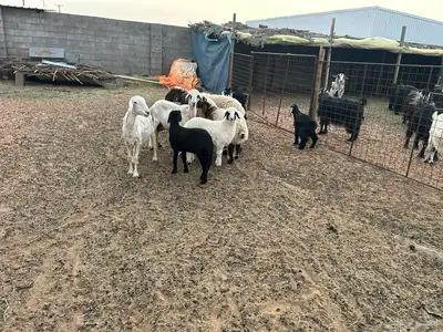 القصيم البدايع 1
