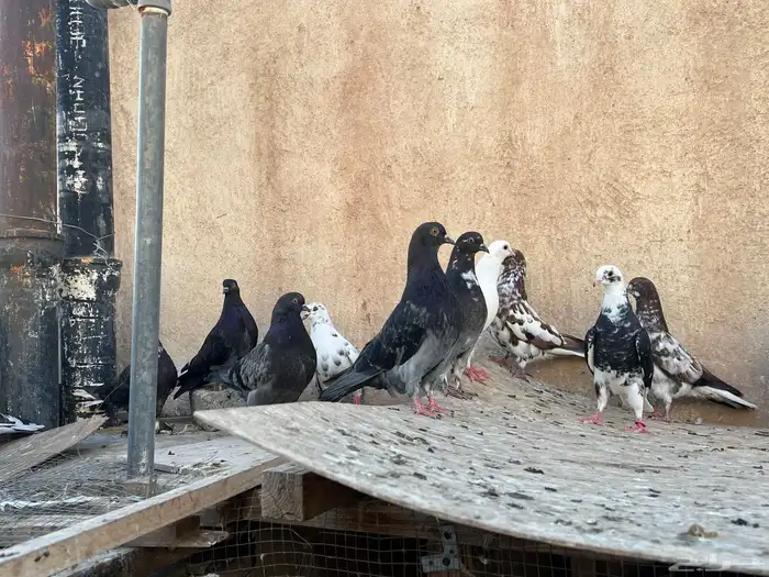 حمام اوكراني سكاي كتر 3
