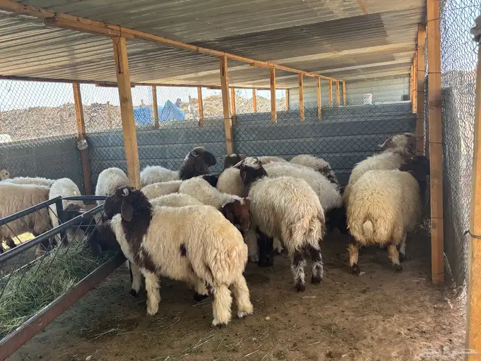 ذبايح ابو فهد ذبائح نعيمي شرط بري 2