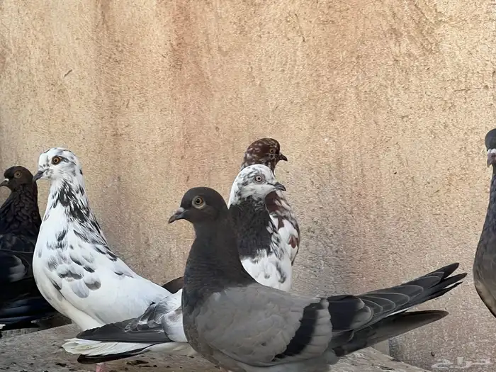 حمام اوكراني سكاي كتر 5