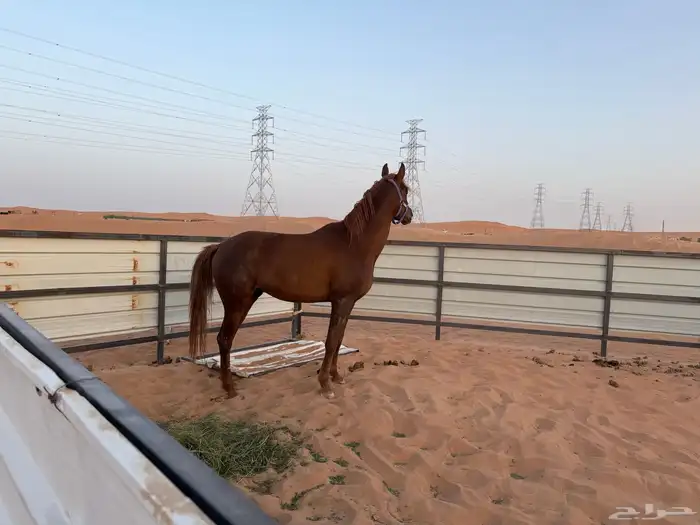 حصان للبيع 0