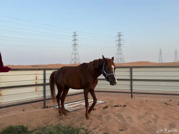 حصان للبيع 2