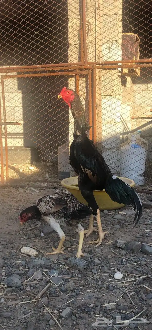 ديك شامو يباني تم البيع 2