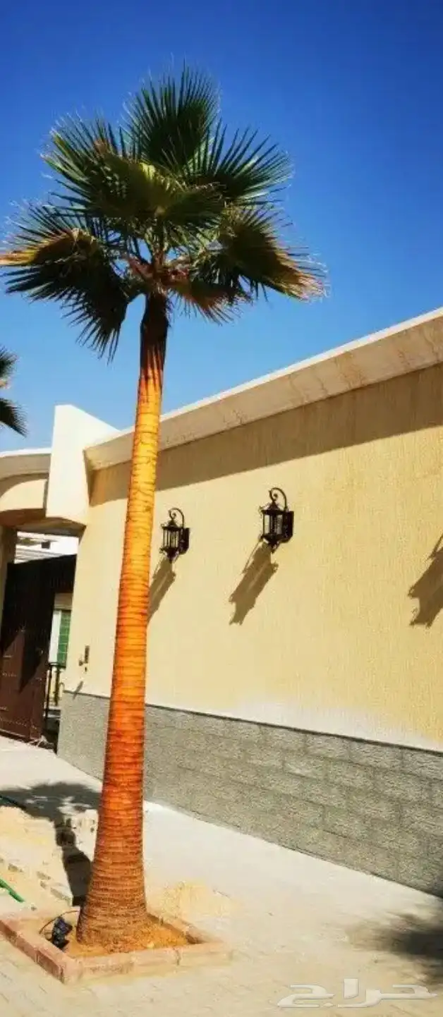 واشنطني نخيل   ابو مروحه 13