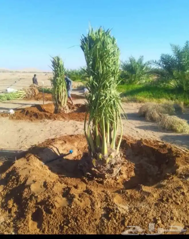 نخيل 14
