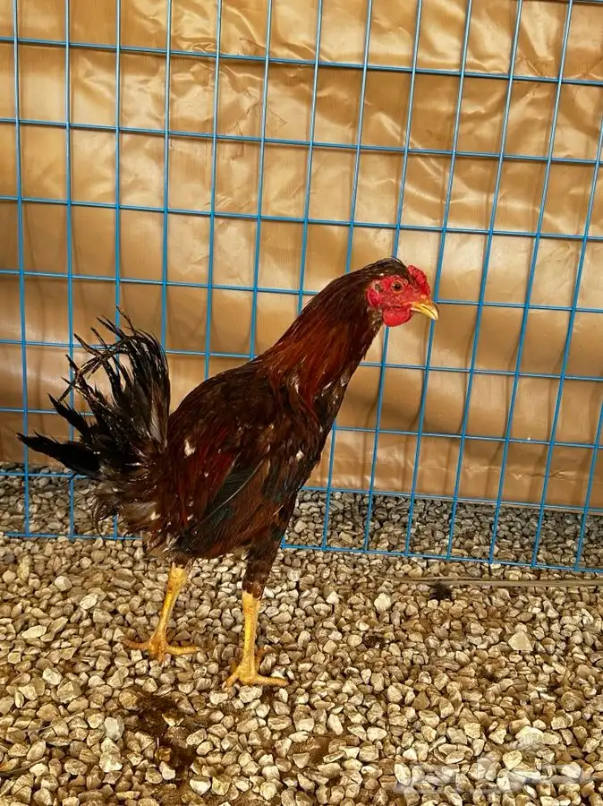 ديوك و دجاج ماكنتوش 7