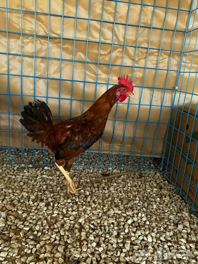 ديوك و دجاج ماكنتوش 3