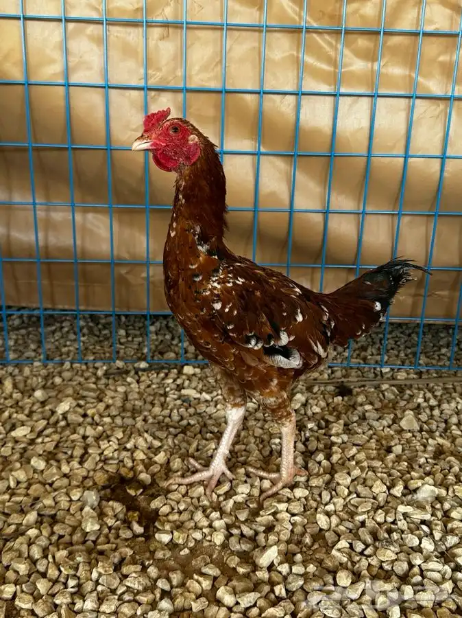 ديوك و دجاج ماكنتوش 8
