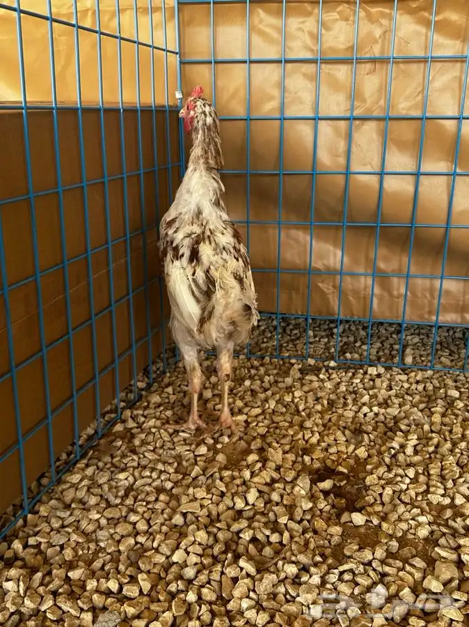 ديوك و دجاج ماكنتوش 13