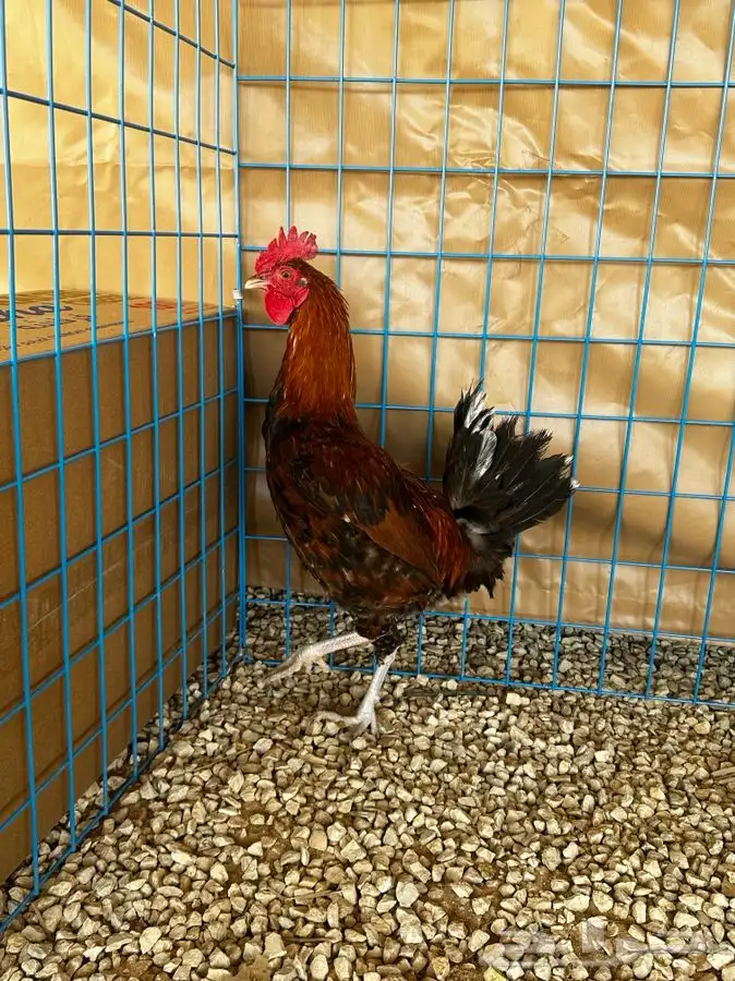 ديوك و دجاج ماكنتوش 1