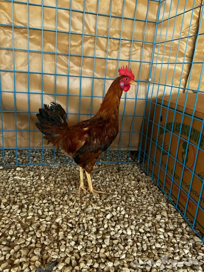 ديوك و دجاج ماكنتوش 2