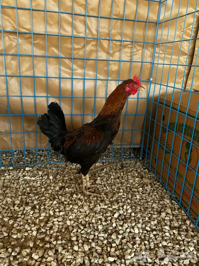 ديوك و دجاج ماكنتوش 5