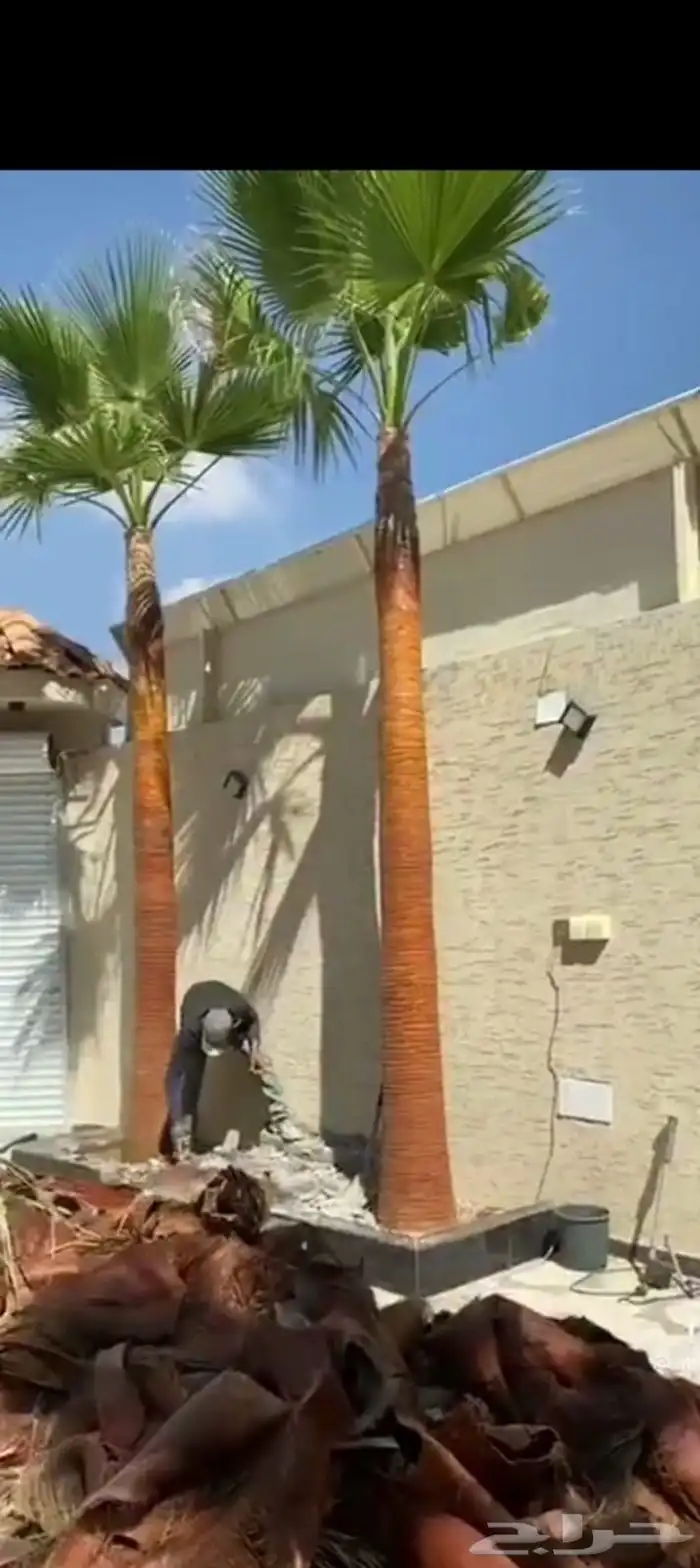 واشنطني نخيل   ابو مروحه 12