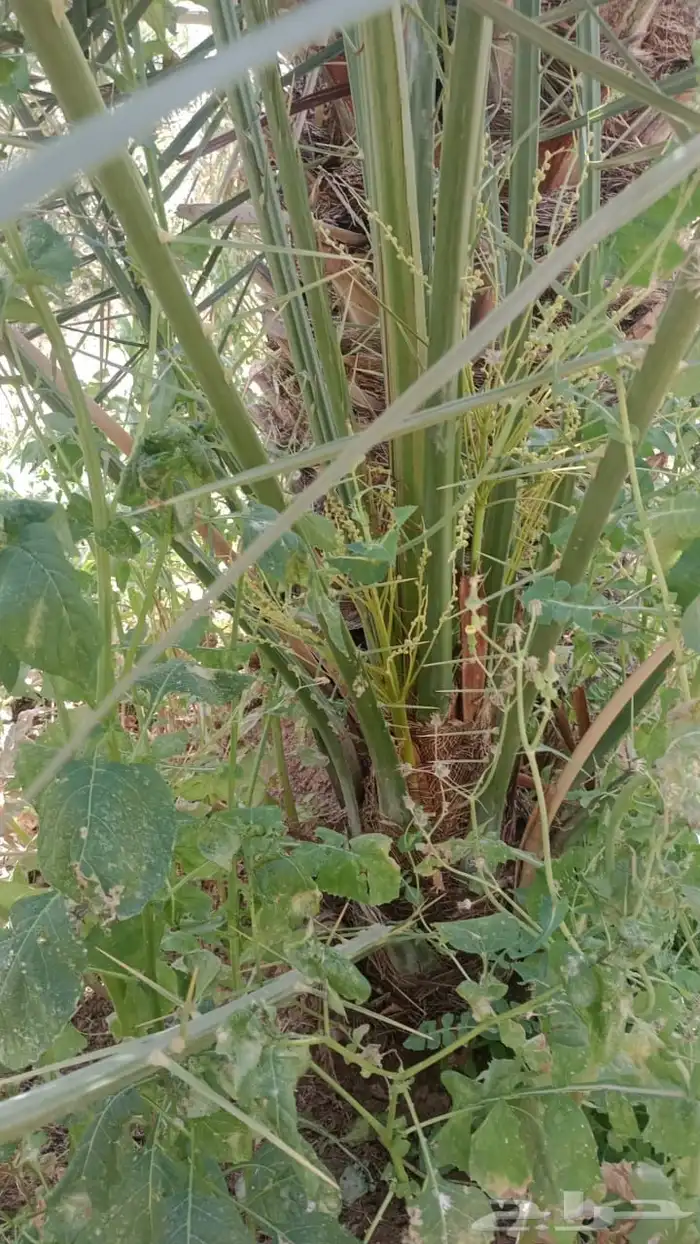 نخل البيع طلع مكه سعر مناسب ونواع عل طلب زبون نخل مثمر 0
