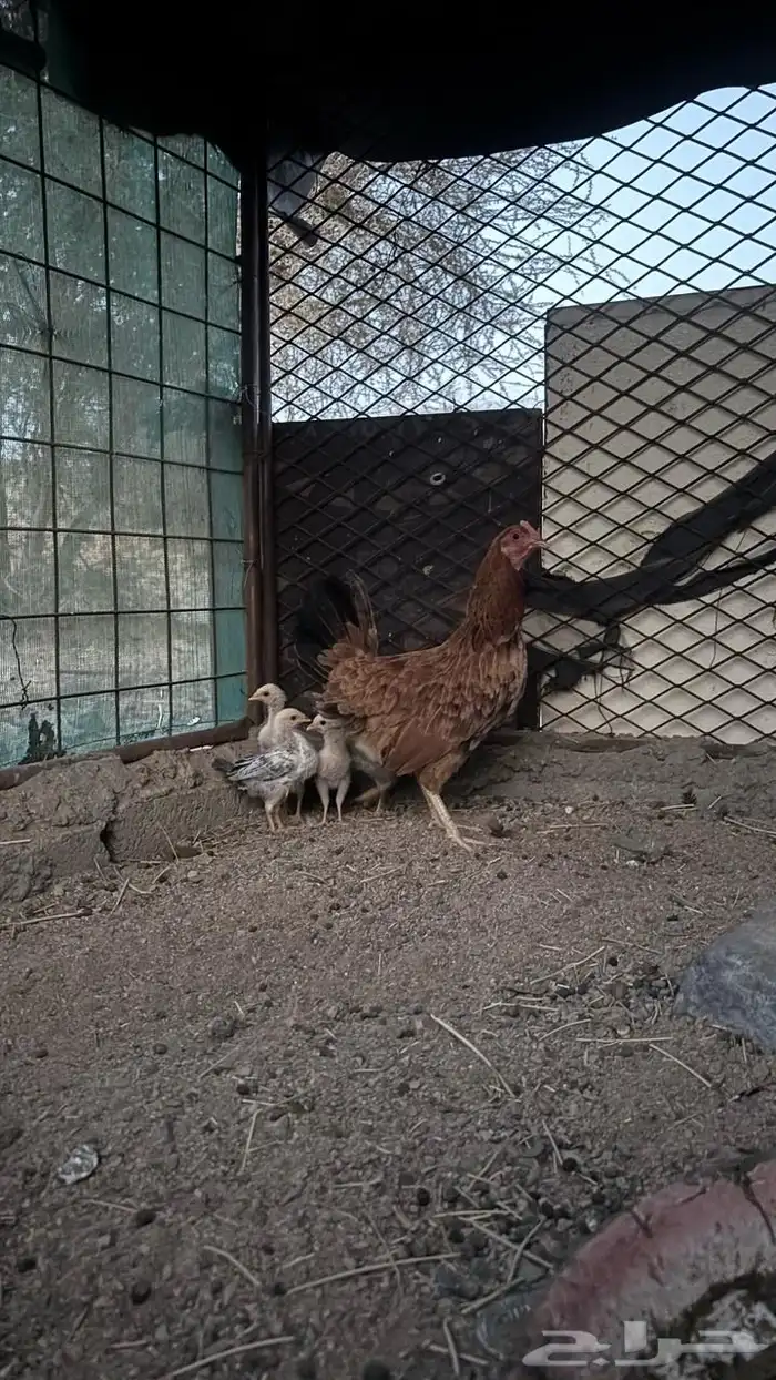 دجاج بلدي 0