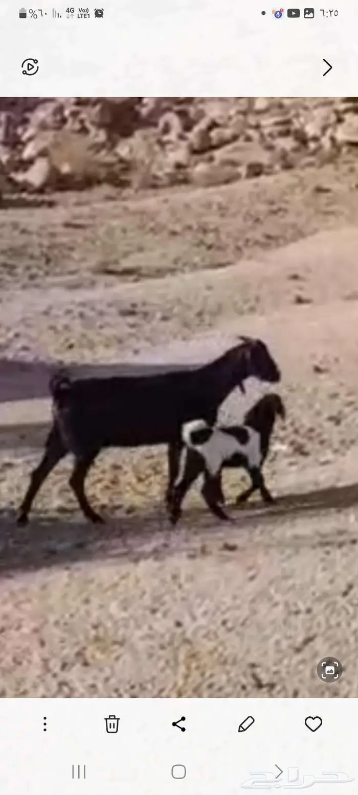 معزا بعيالها 4