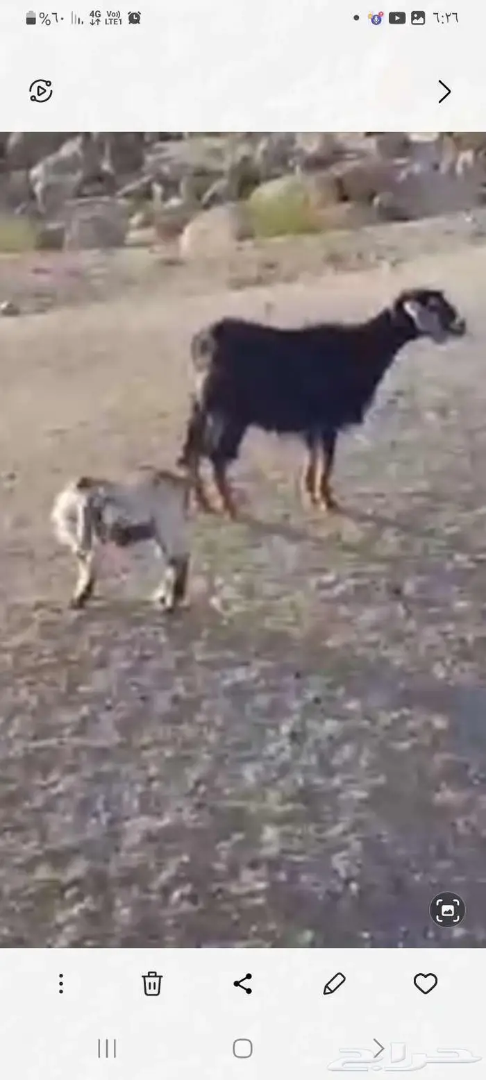 معزا بعيالها 5