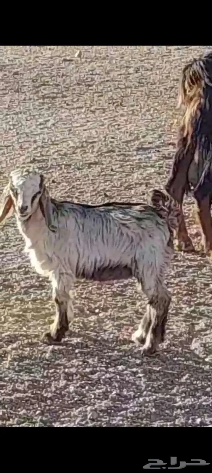 معزا بعيالها 3