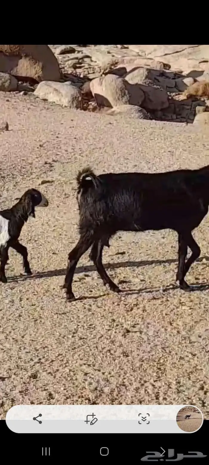 معزا بعيالها 1