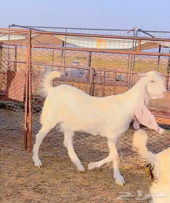 جفرة بيضاء صنف 1