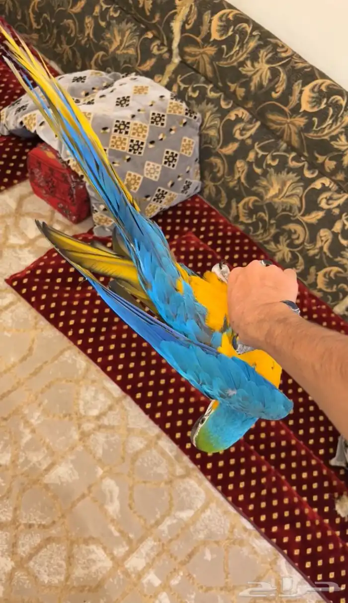 تم البيع.. 2