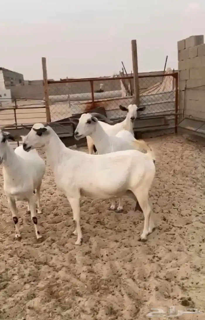 عنز كحلا بيشيه 5