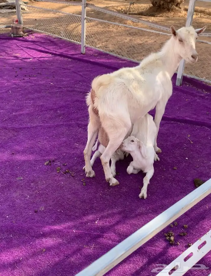 عنز سانين متبع جفرتين 4