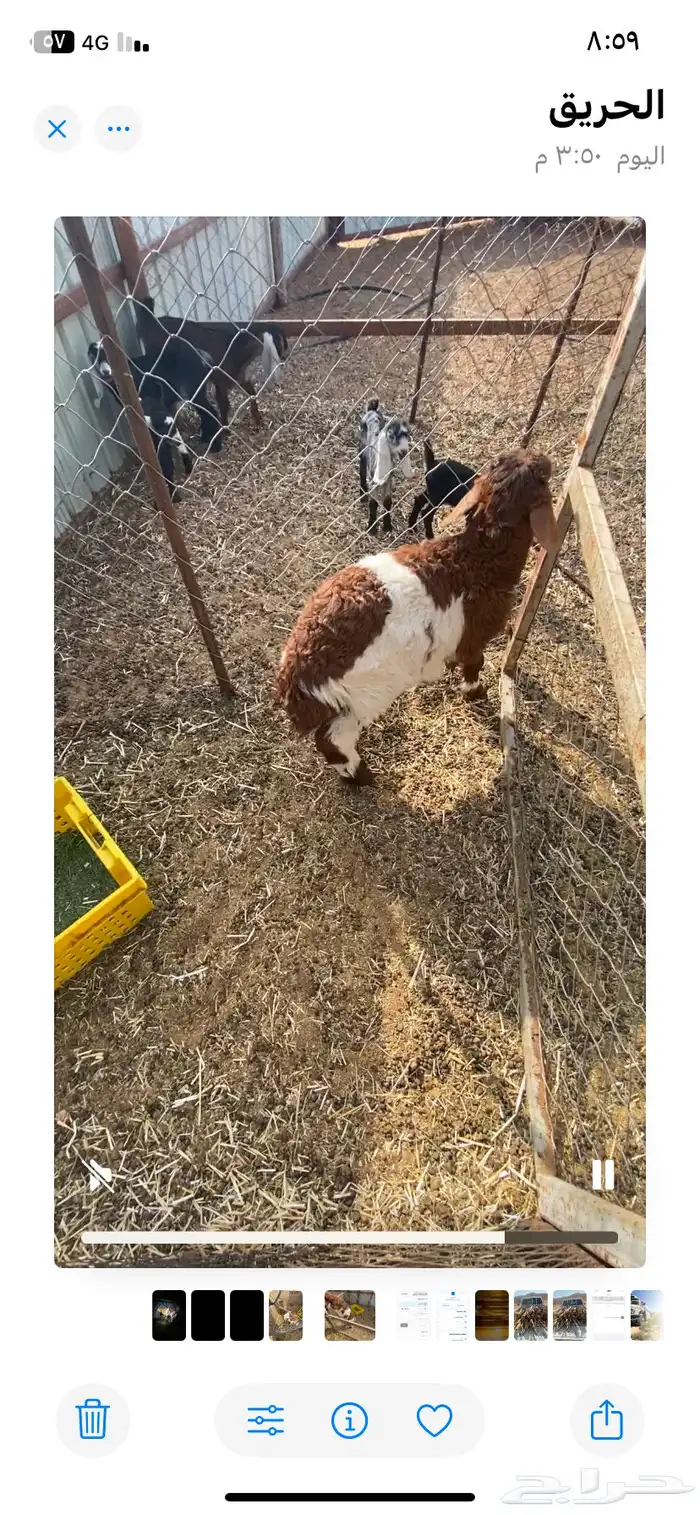 طلي سمين مره مغلق شرط انه عمره شهرين ونص 2