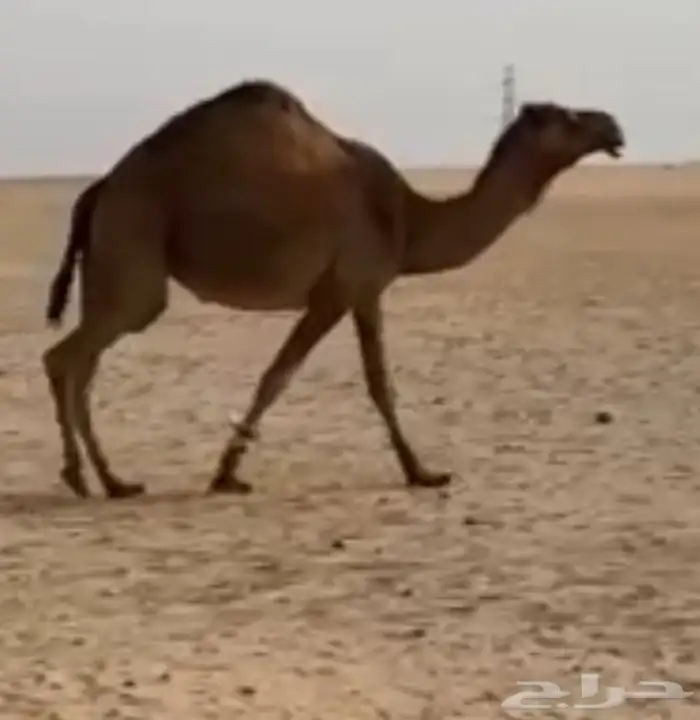 ناقه شعلا ام ثالث 1