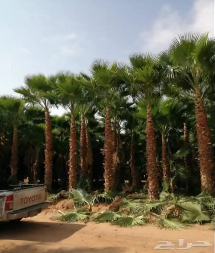 واشنطني نخيل   ابو مروحه 15