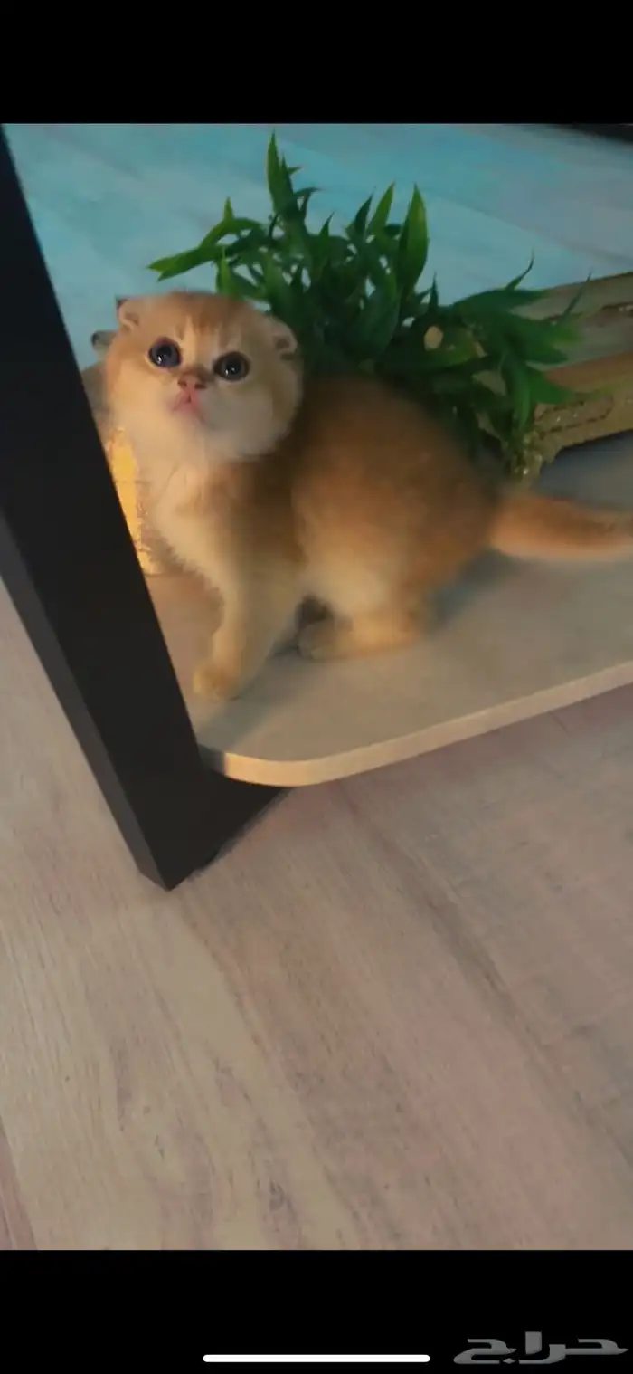 قطه سكوتش فولد ny25 (تم البيع) 1