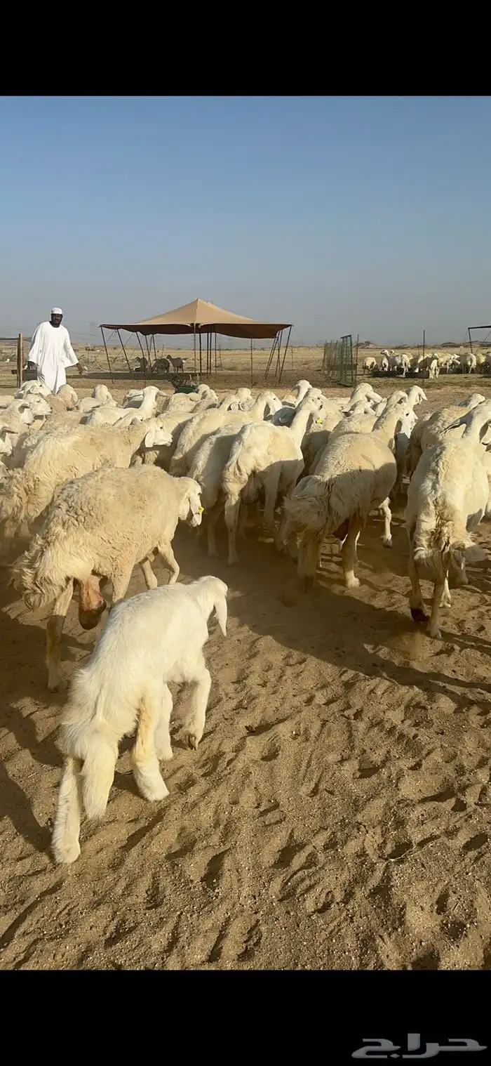غنم حرية متابيع صنف الصنف منوة القناي 70 تحتها 70 35