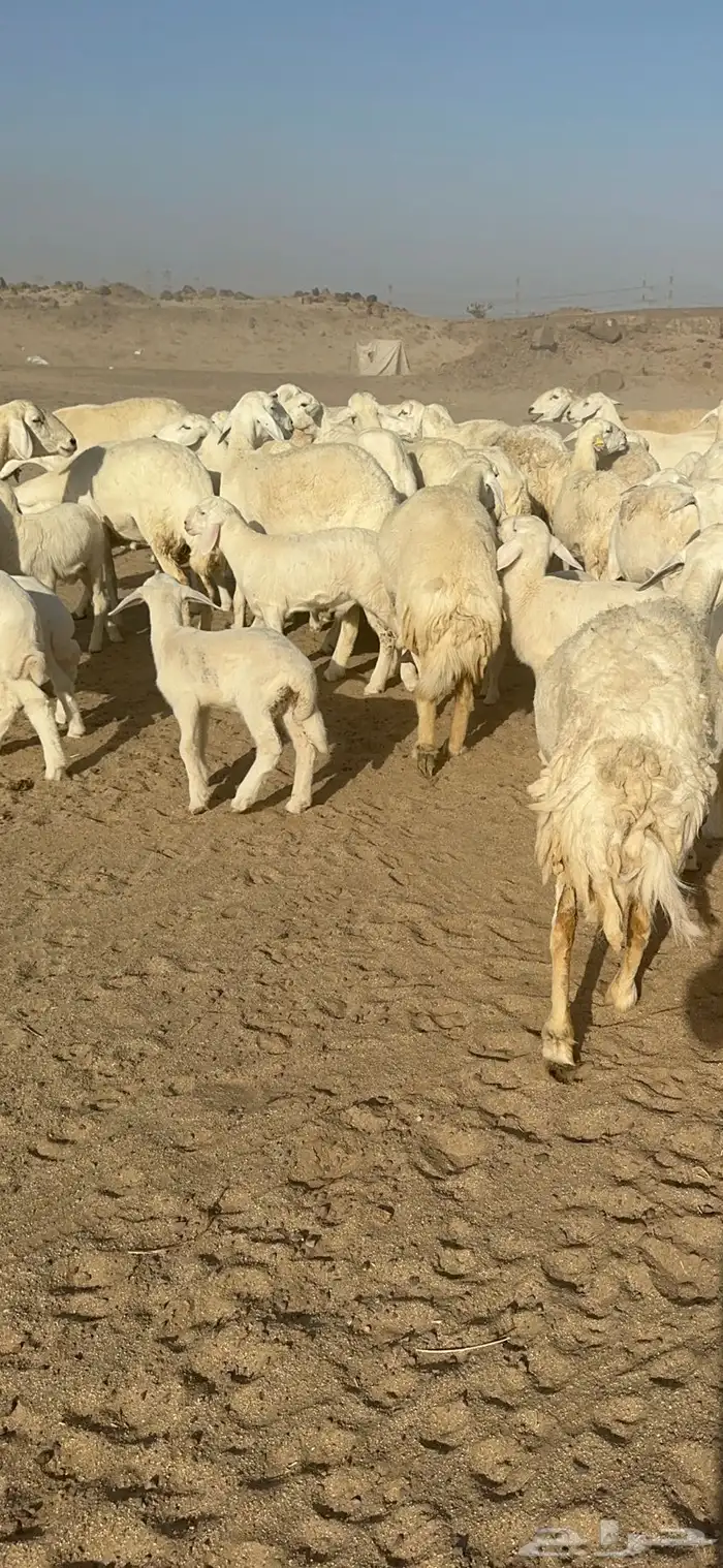 غنم حرية متابيع صنف الصنف منوة القناي 70 تحتها 70 27