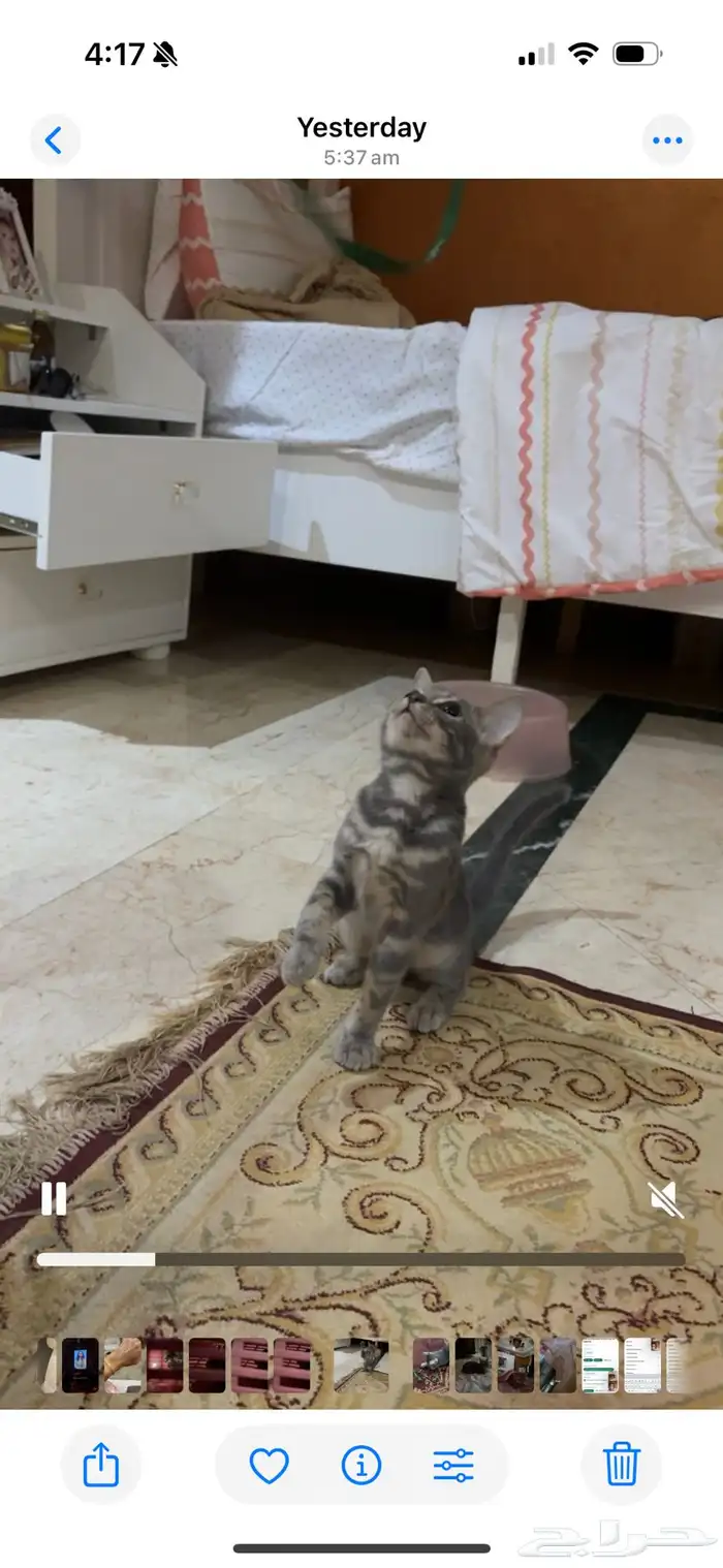 قطه عمرها شهرين أنثى 0