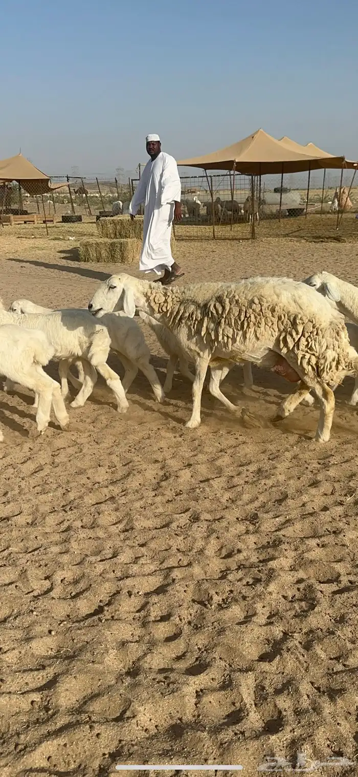 غنم حرية متابيع صنف الصنف منوة القناي 70 تحتها 70 15