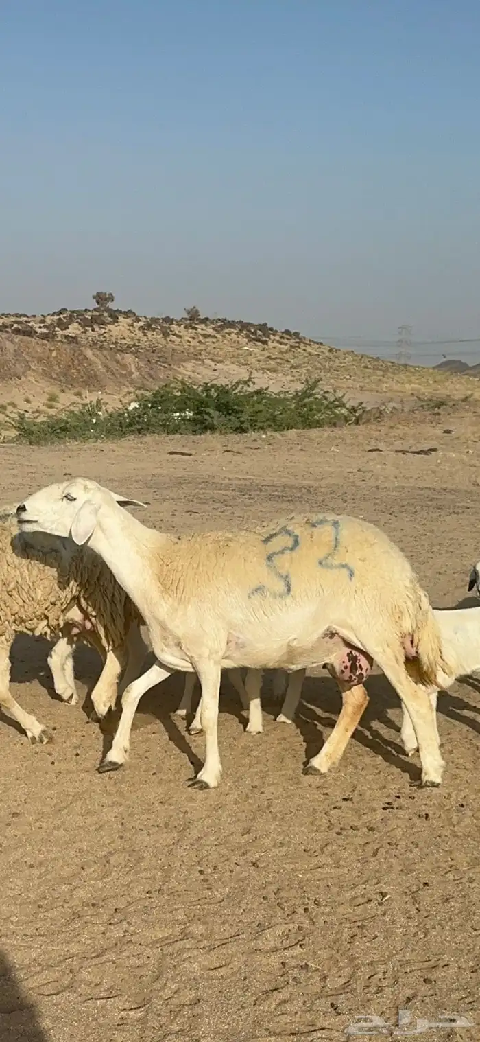 غنم حرية متابيع صنف الصنف منوة القناي 70 تحتها 70 0