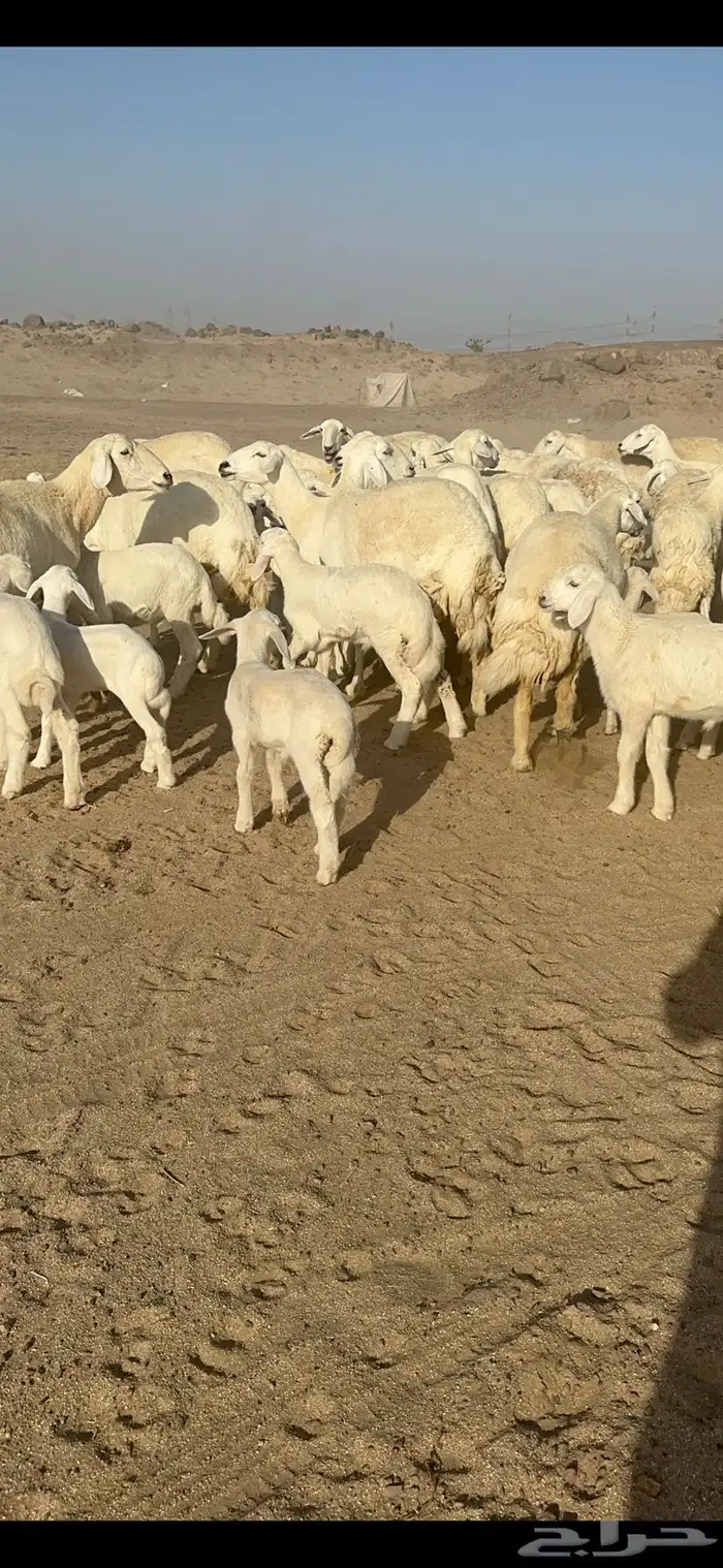 غنم حرية متابيع صنف الصنف منوة القناي 70 تحتها 70 24