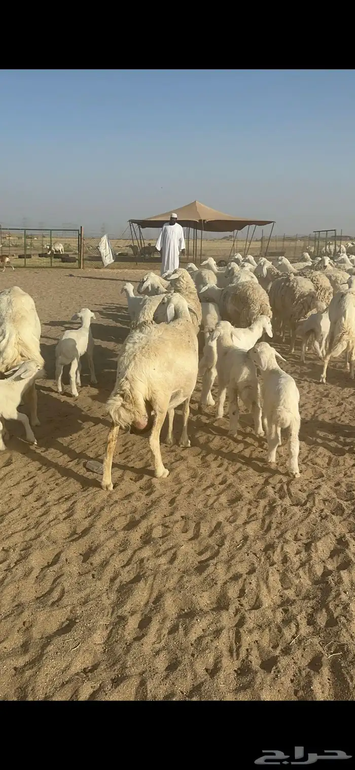 غنم حرية متابيع صنف الصنف منوة القناي 70 تحتها 70 33