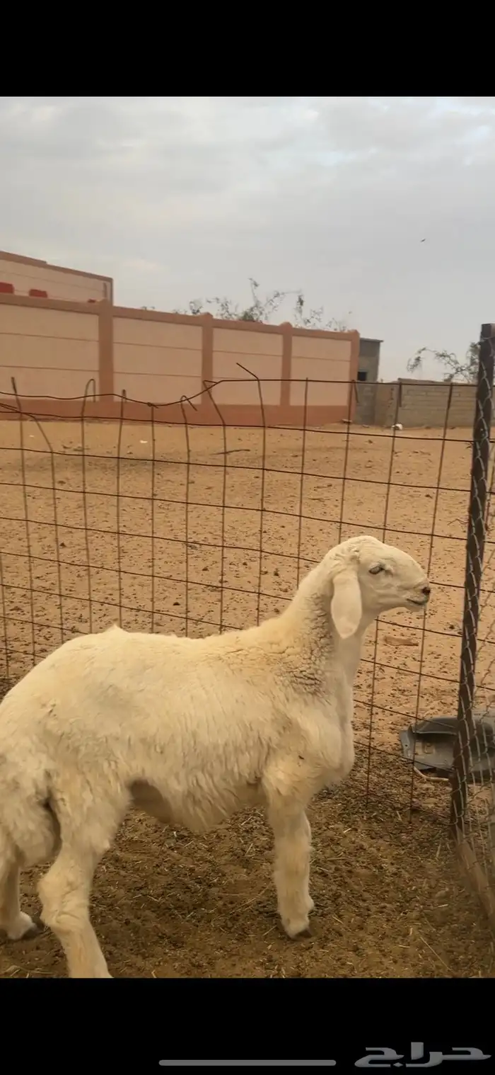 مشروع فحل حري ( تمم البيع ) 2
