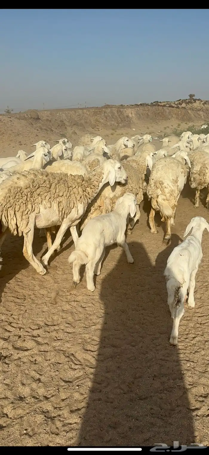 غنم حرية متابيع صنف الصنف منوة القناي 70 تحتها 70 13