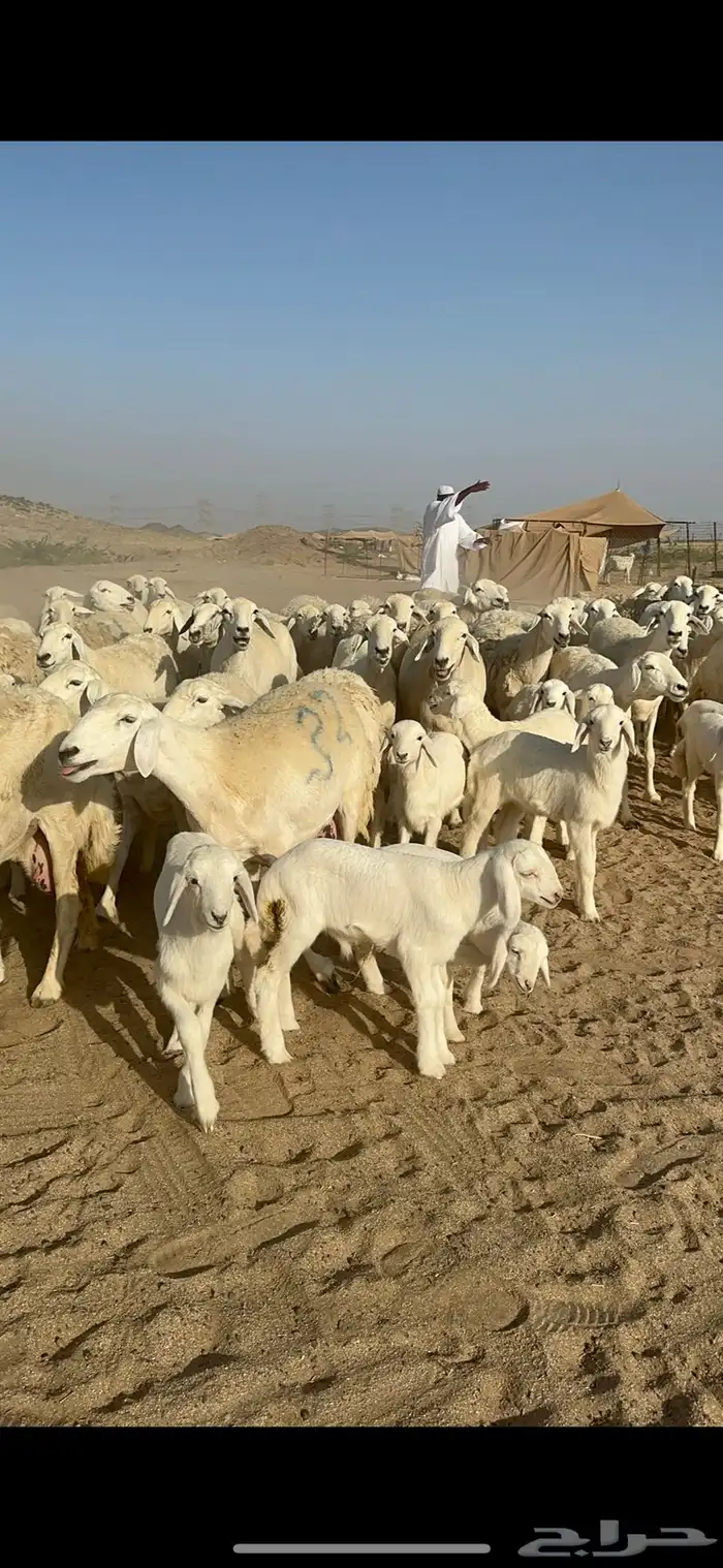 غنم حرية متابيع صنف الصنف منوة القناي 70 تحتها 70 8