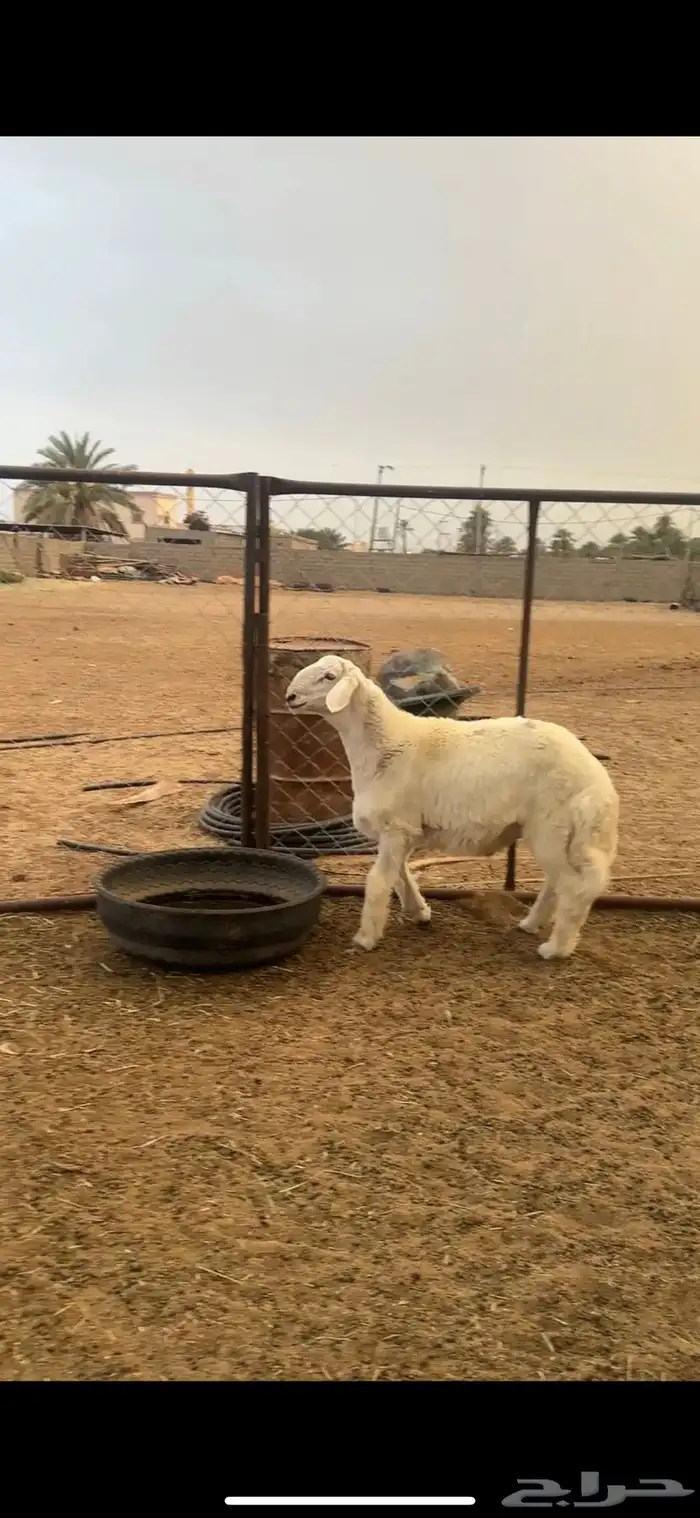 مشروع فحل حري ( تمم البيع ) 0