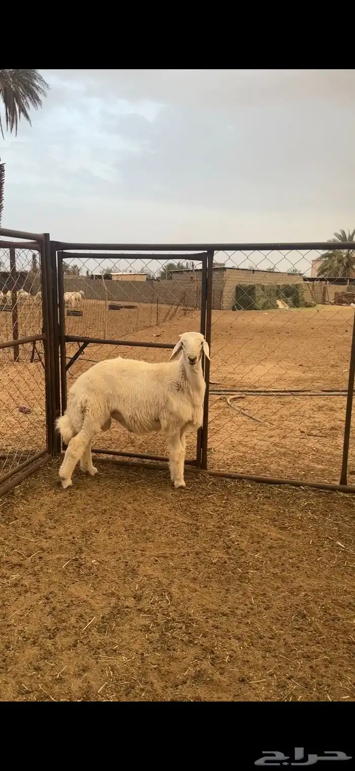مشروع فحل حري ( تمم البيع ) 1