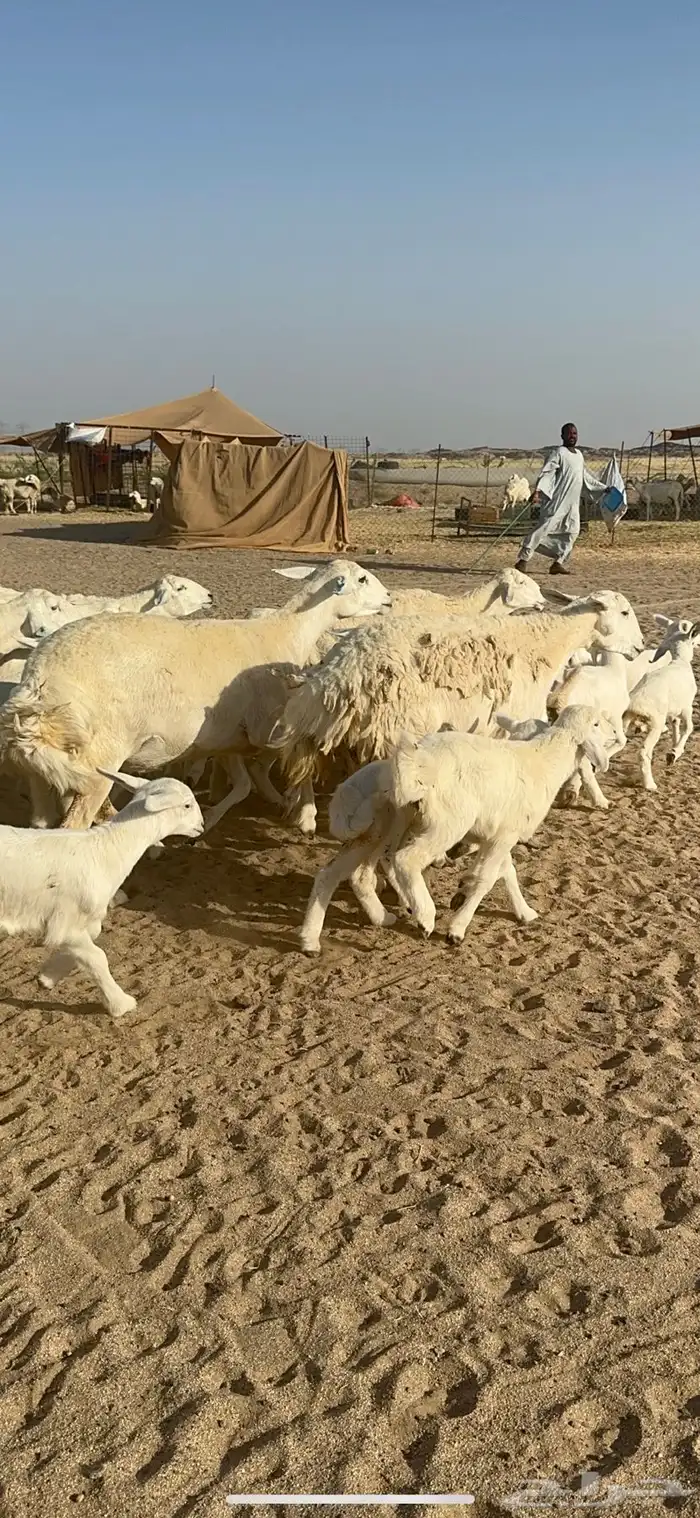 غنم حرية متابيع صنف الصنف منوة القناي 70 تحتها 70 19