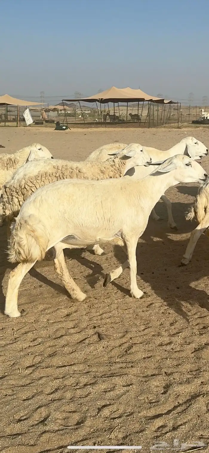 غنم حرية متابيع صنف الصنف منوة القناي 70 تحتها 70 38