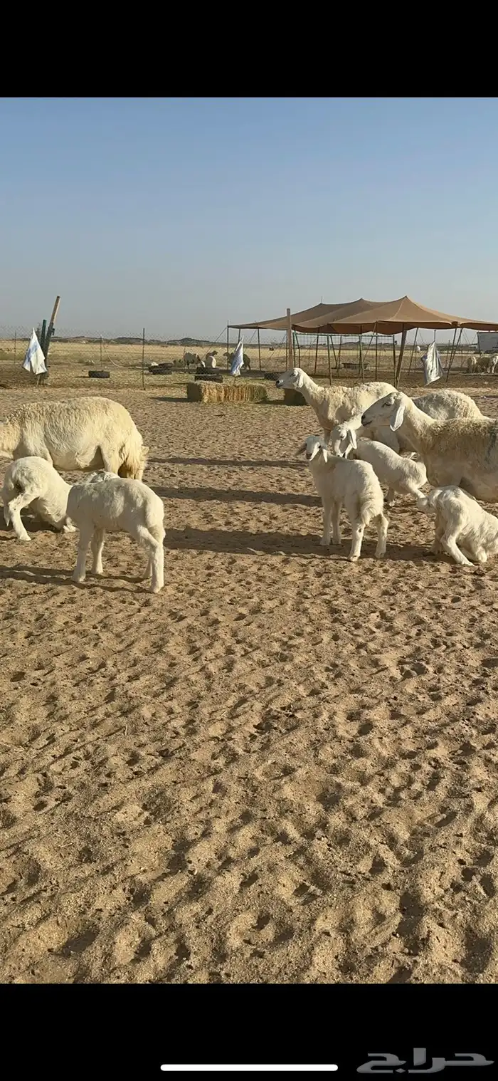 غنم حرية متابيع صنف الصنف منوة القناي 70 تحتها 70 30